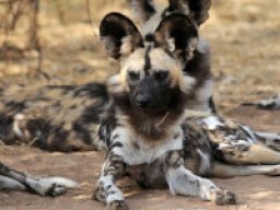 African gorilla dog
